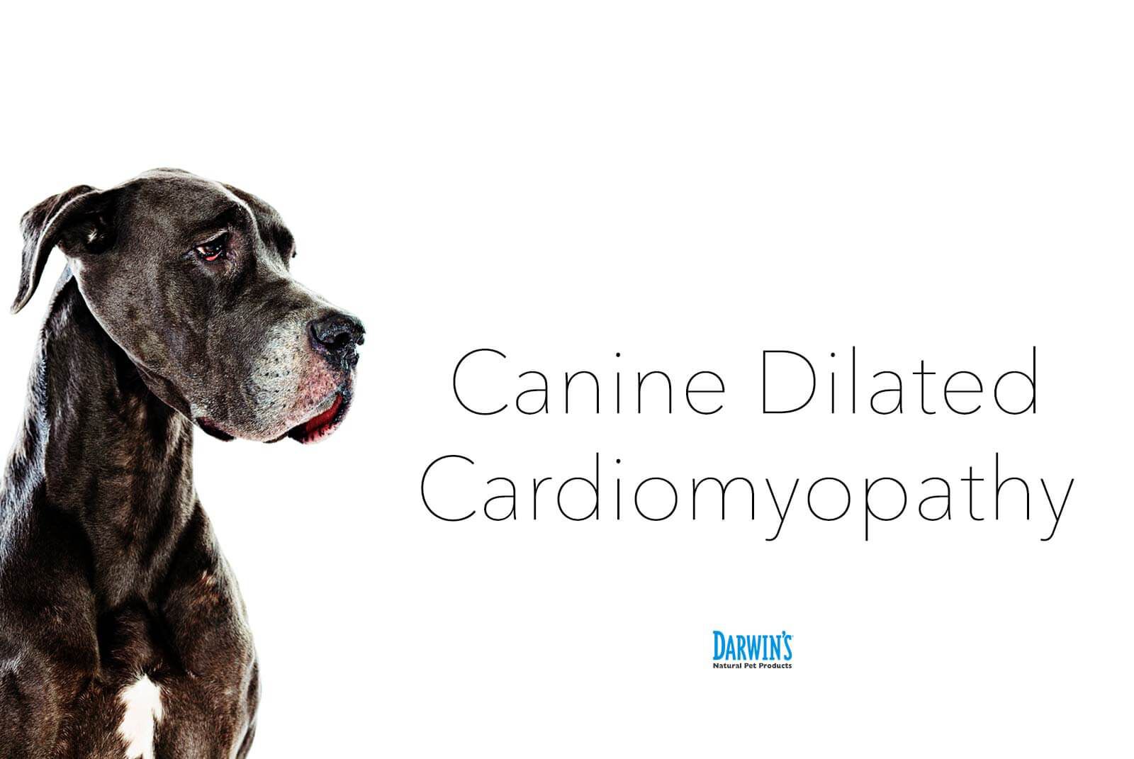 Dog food clearance dilated cardiomyopathy