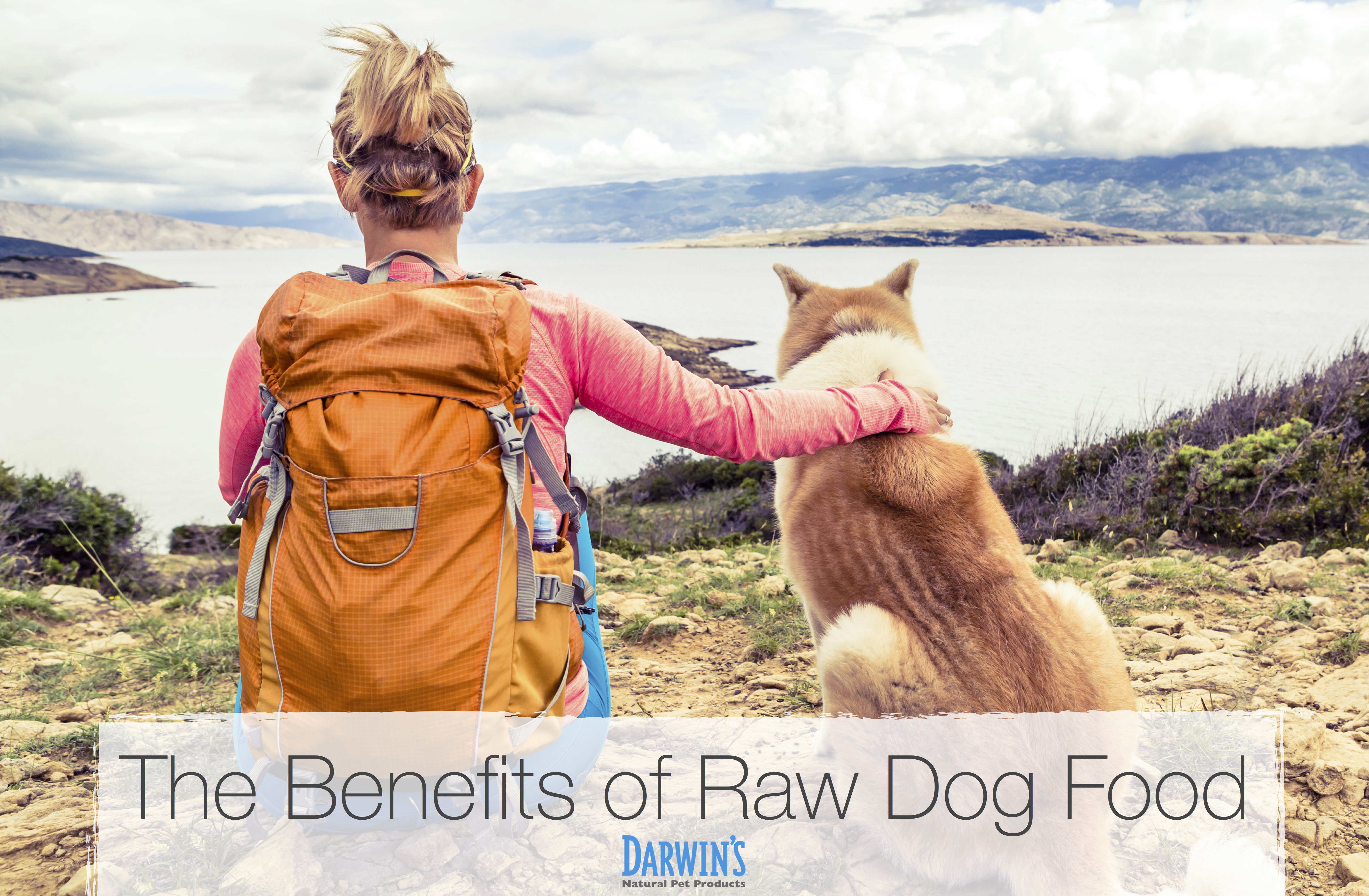 Why Your Dog Needs Raw Food