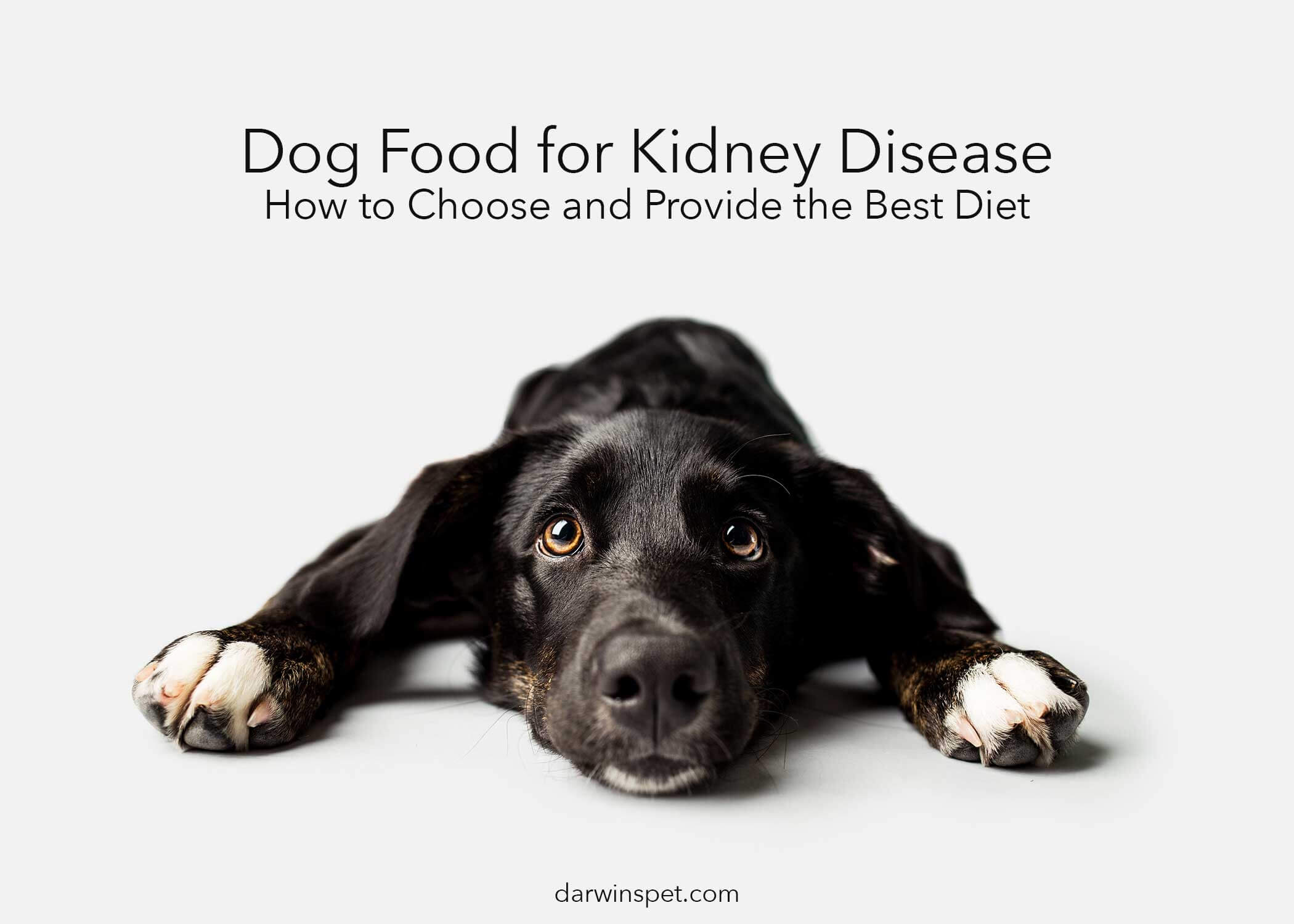 What Should Dogs With Kidney Disease Avoid Feeding On?