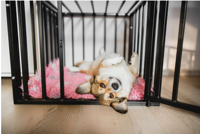 Best Way To Crate Train A Puppy: 7 Tips and Tricks