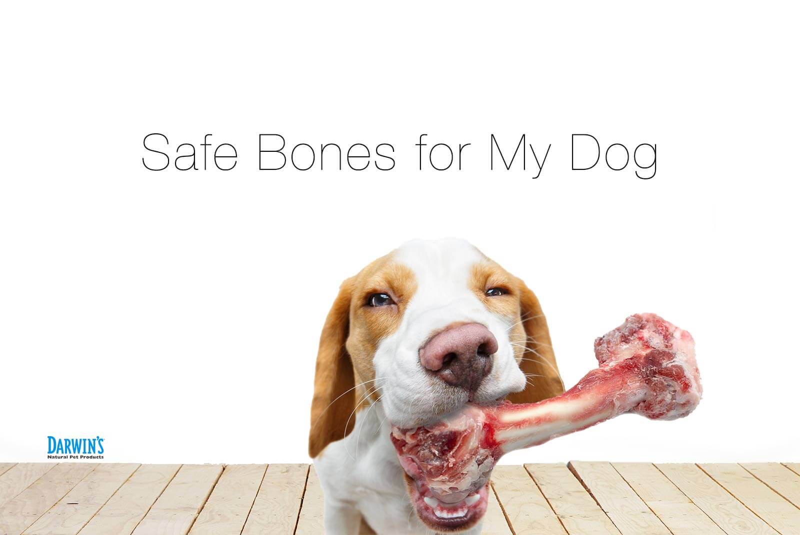 Safe Bones For Dogs Darwin s Natural Pet Products Darwin s Natural Pet Products Darwin s 