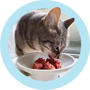 darwin's intelligent design cat food