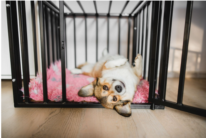 Crate Train Your Puppy: Tips & Tricks