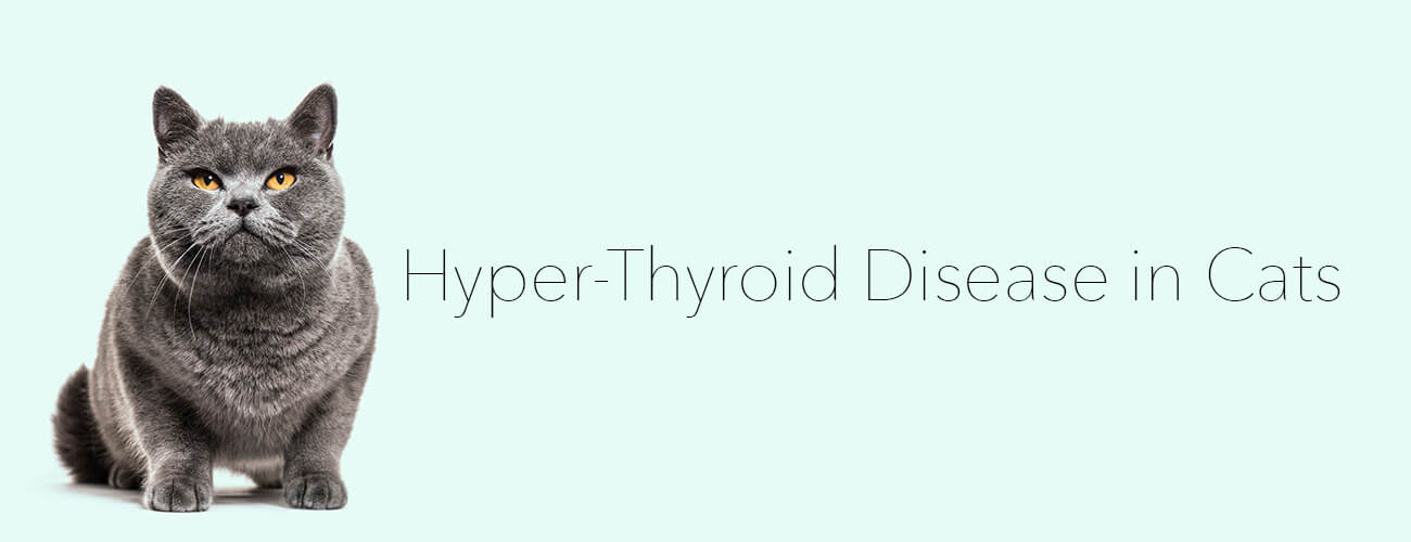 Hyper-Thyroid Disease in Cats | Darwin's Natural Pet Products | Darwin