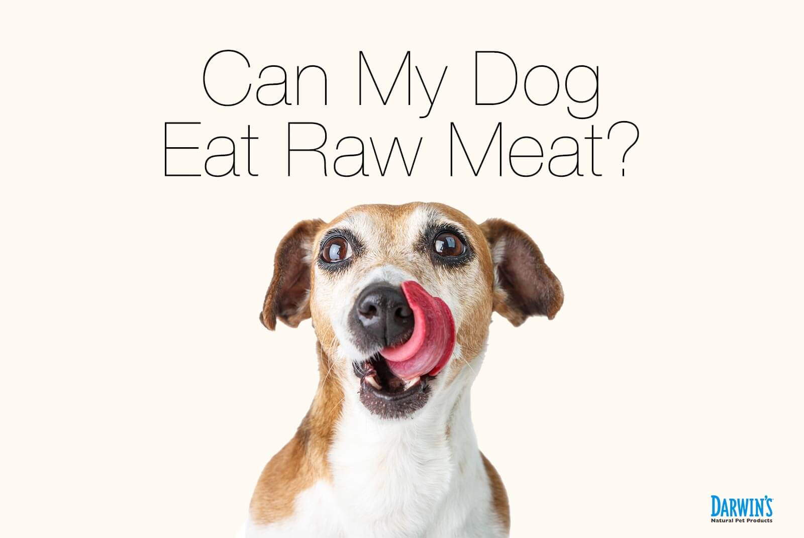 Can My Dog Eat Raw Meat part 2 Darwin s Natural Pet Products 