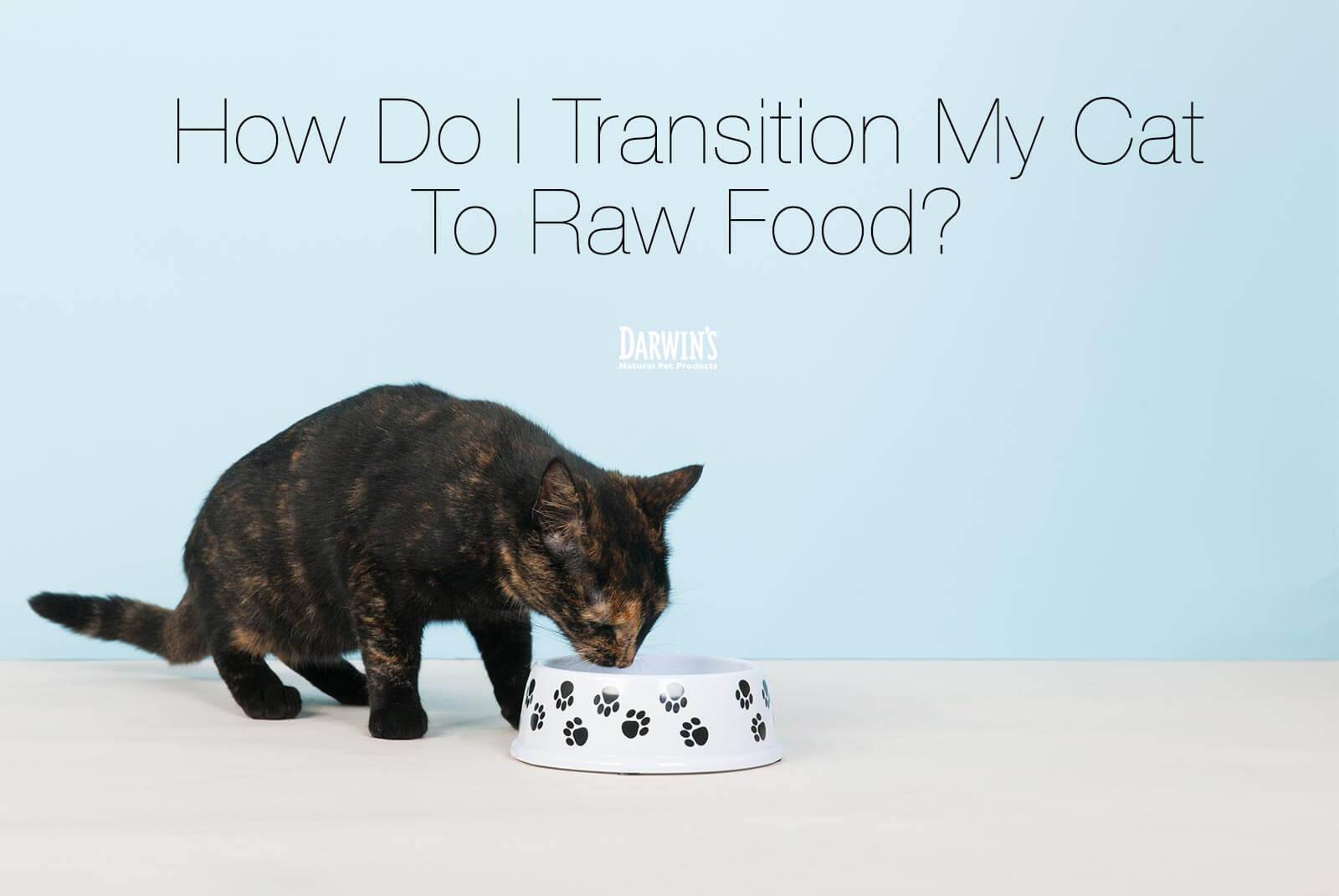 How Do I Transition My Cat to Raw Food? | Darwin's Natural Pet Products