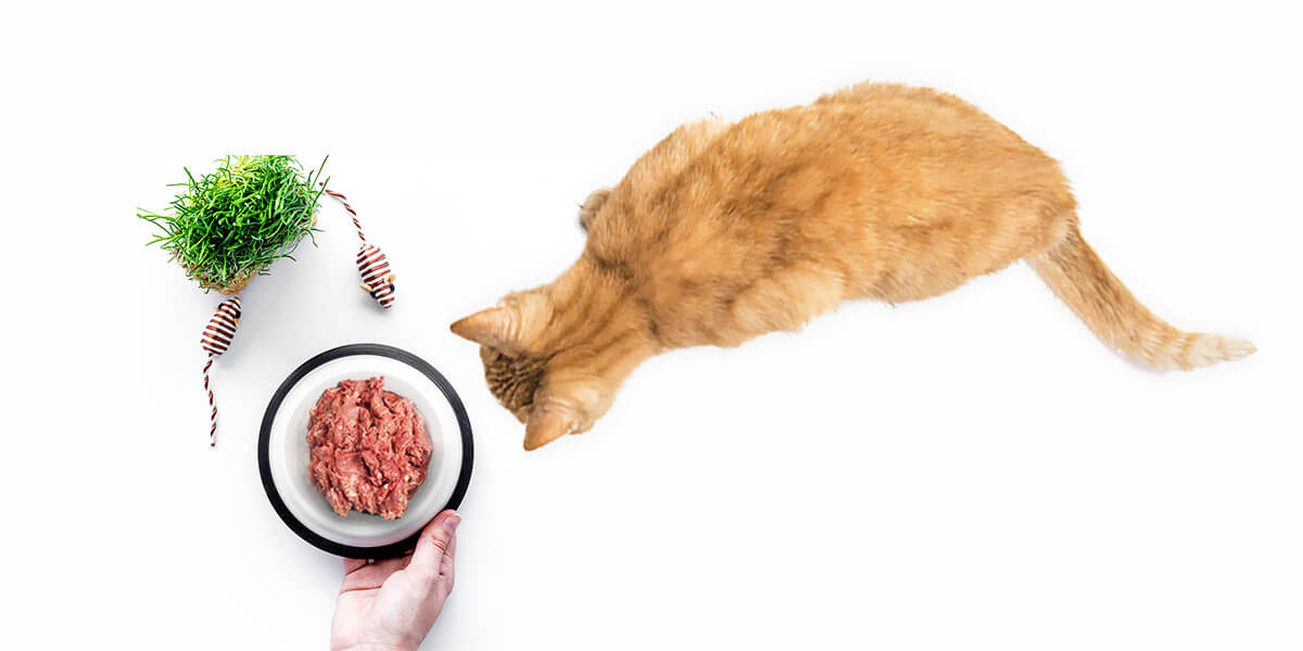 transitioning cat food