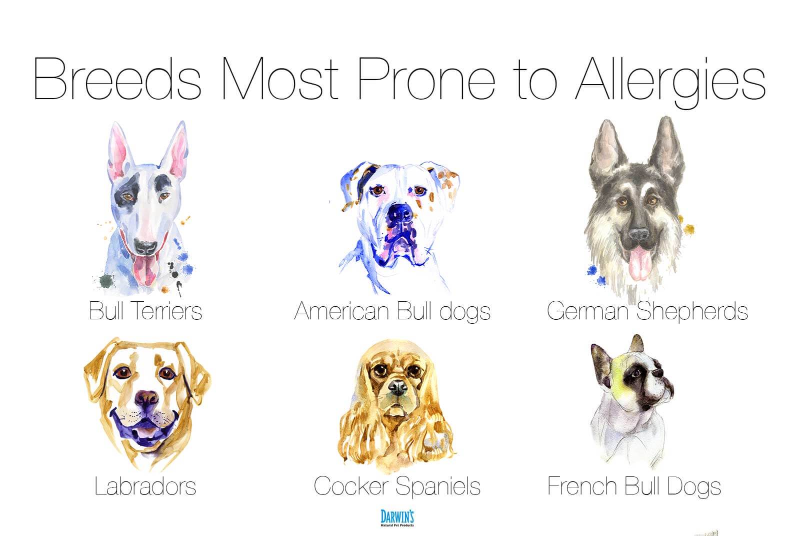 dogs and allergies