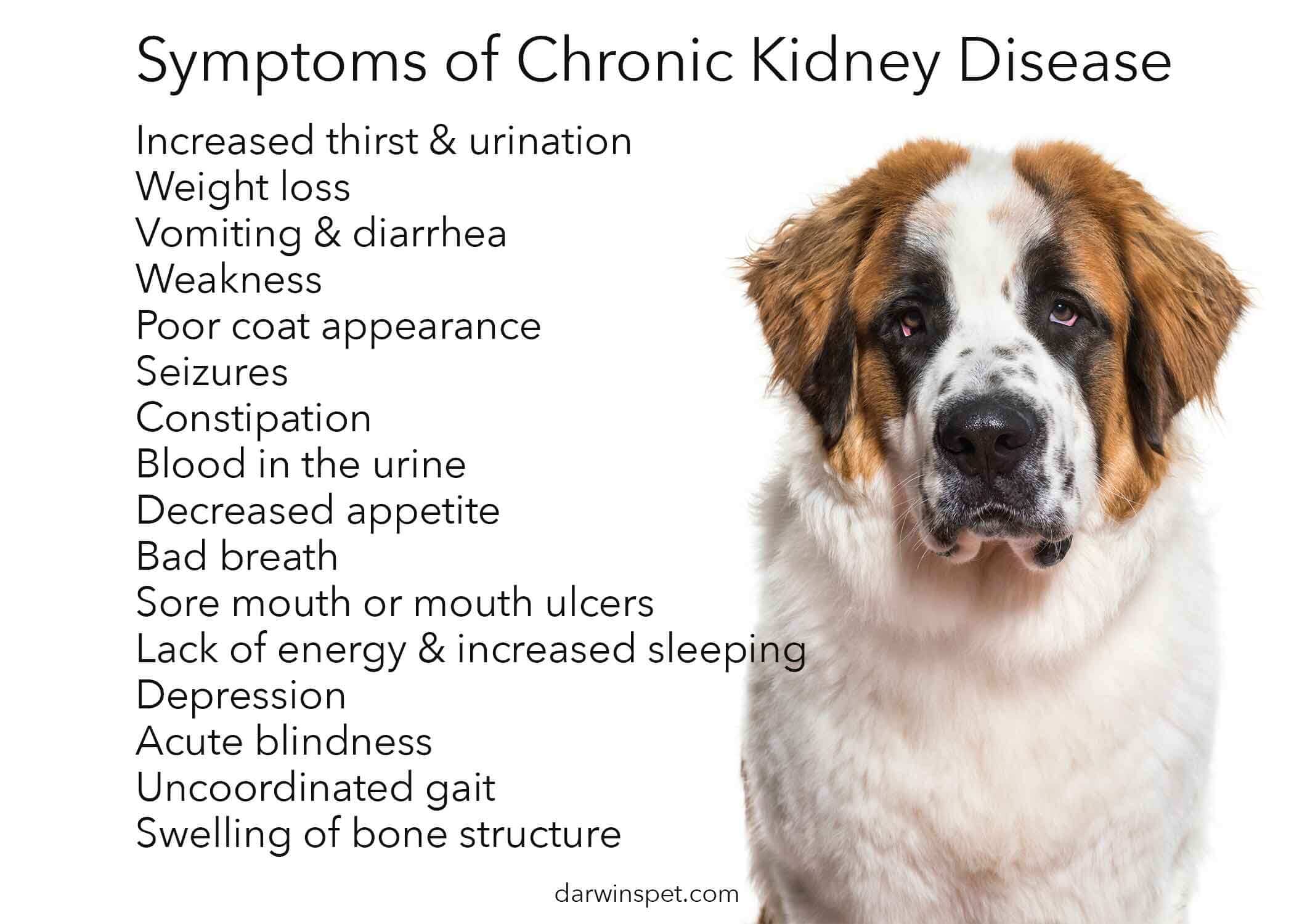 Last stage of kidney failure in dogs