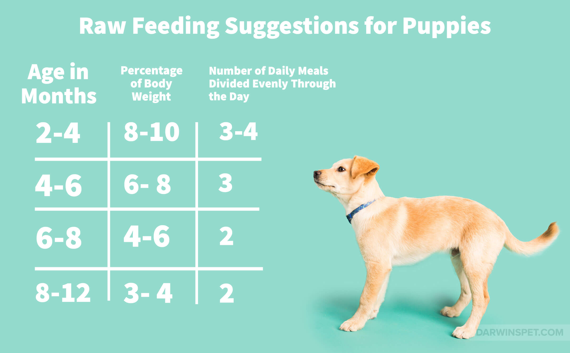 Is A Raw Puppy Food Diet Right For Your Pet Darwin s Natural Pet 